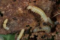 Agrotis exclamationis