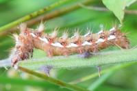 Acronicta rumicis