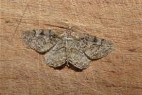 Alcis repandata