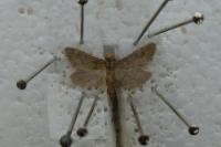 Bostra obsoletalis