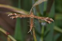 Oxyptilus