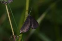 Odezia atrata
