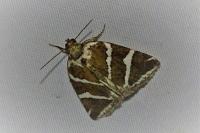 Deltote bankiana