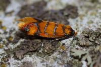 Promalactis procerella