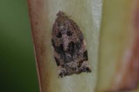 Archips crataegana