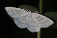 Cabera pusaria
