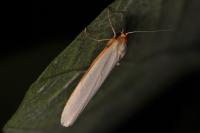 Eilema caniola