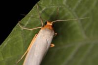Eilema caniola