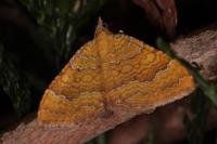 Camptogramma bilineata