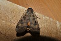 Noctua pronuba