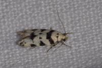 Pseudotelphusa scalella