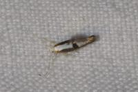 Argyresthia spinosella