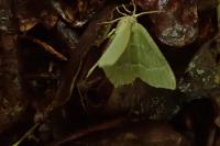 Hemithea aestivaria