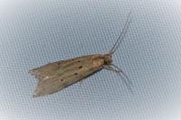 Brachmia inornatella