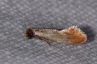Tinea semifulvella