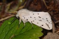 Spilosoma lubricipeda