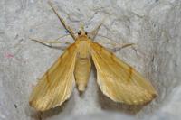 Gandaritis pyraliata
