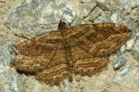Philereme transversata