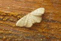 Idaea fuscovenosa