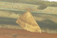 Hypena proboscidalis