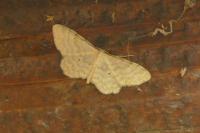 Idaea fuscovenosa