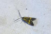 Nemophora degeerella