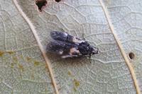Teleiodes luculella