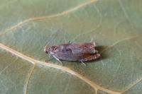 Ancylis mitterbacheriana