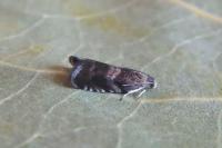 Strophedra nitidana