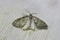 Tephronia sepiaria