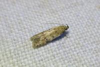 Pseudotelphusa paripunctella