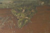 Trachea atriplicis