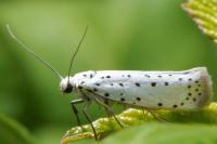 Yponomeuta malinella