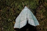 Campaea margaritaria