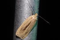 Agonopterix pallorella