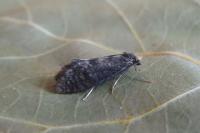Taleporia tubulosa
