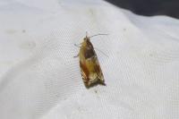 Ancylis mitterbacheriana