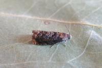 Gypsonoma minutana