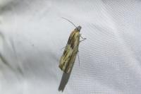 Eucosma cana