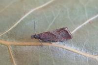 Dichrorampha acuminatana