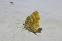 Hydrelia flammeolaria