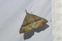 Hypena proboscidalis