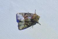 Oligia strigilis