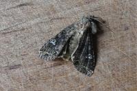 Mamestra brassicae