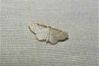 Idaea fuscovenosa