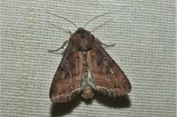Lacanobia oleracea