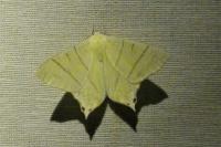 Ourapteryx sambucaria