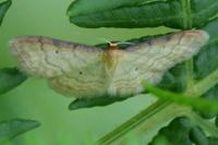 Idaea humiliata
