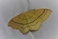 Cyclophora linearia