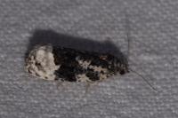 Apotomis turbidana